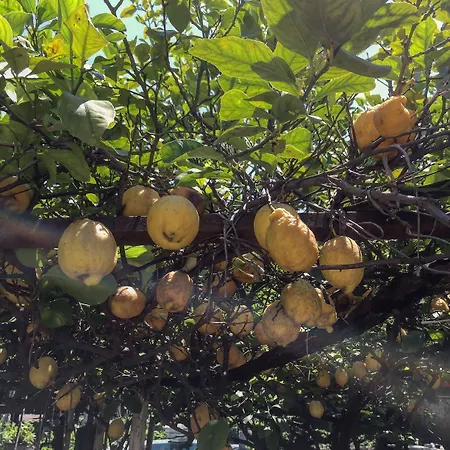 Bed and Breakfast Rectina Πομπηία