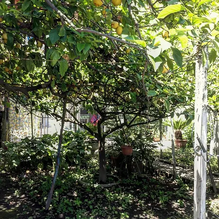 Rectina Pompeï